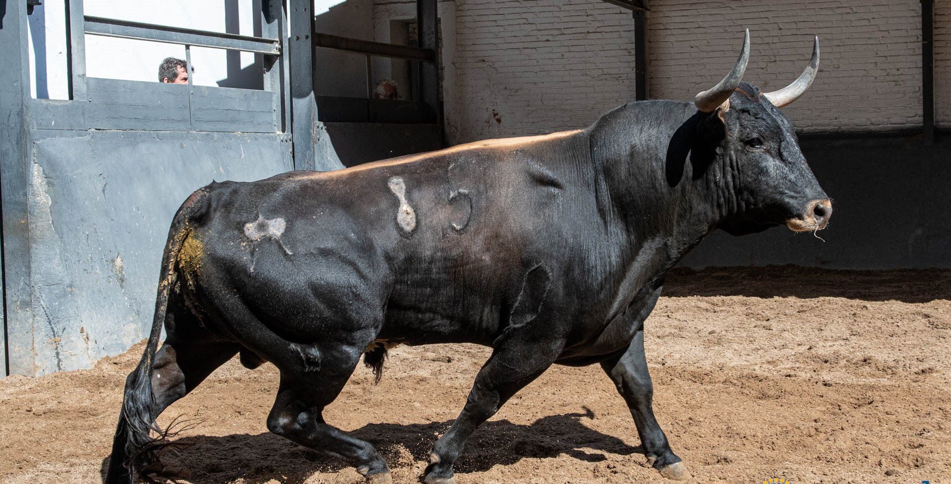 'Escandaloso', de 637 kilos, toro de Miura lidiado en sexto lugar el pasado día 19 en la plaza de Las Ventas.