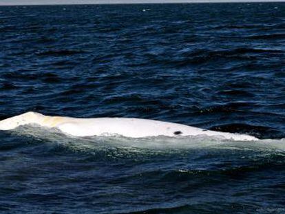 El ballenato  Costalito de Sal  es el segundo ejemplar de esta especie que se ha sido visto en las costas de Baja California