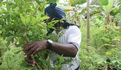 Campesino entre plantas de coca en Colombia.