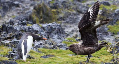 Imagen de un Pingüino Papua y un Skua Pardo en Hanna Point (Isla Livingston), uno de los lugares que ofrece la mayor diversidad de fauna Antártica.