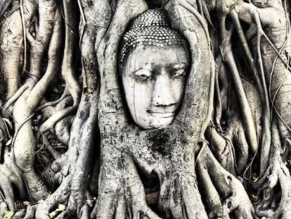 Cabeza de Buda rodeada por las raíces de una higuera en el templo de Wat Maha That, en la ciudad de Ayutthaya (Tailandia).