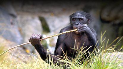 Uno de los bonobos del zoo de San Diego.