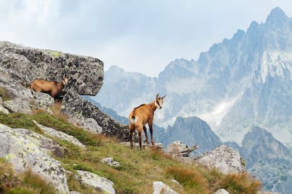 El Alto Tatras eslovaco ha permanecido a la sombra de la vecina vertiente polaca (más conocida por las ascensiones de alpinistas tan reputados como Jerzy Kukuczka, Wanda Rutkiewicz, Wojciech Kurtyka o Krzysztof Wielicki, ganador del Premio Princesa de Asturias de Deportes en 2018 junto a Reinhold Messner). Por ello, este refugio de naturaleza casi intacta alberga la posibilidad de observar, con relativa facilidad, especies en peligro de extinción como el lobo europeo, el lince eurasiático y el oso pardo. Si no tenemos tanta fortuna, siempre podremos toparnos con algún zorro o con la icónica gamuza de Tatra (en la foto), símbolo del parque nacional.