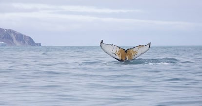 Una ballena cerca de la isla Elefante en la Antártida, el pasado 15 de enero.