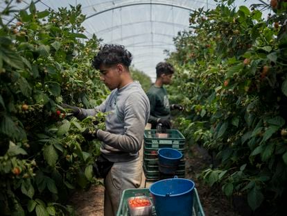 Dos trabajadores migrantes trabajan en la recogida de fruta en Almonte (Huelva) en 2020.