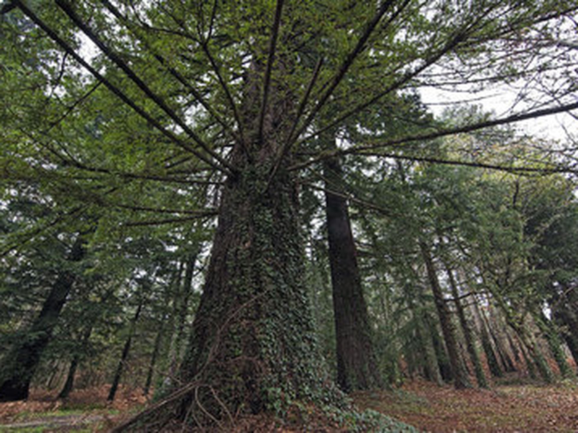 147 árboles singulares, 31 conjuntos arbóreos y varias ausencias flagrantes  | Galicia | EL PAÍS