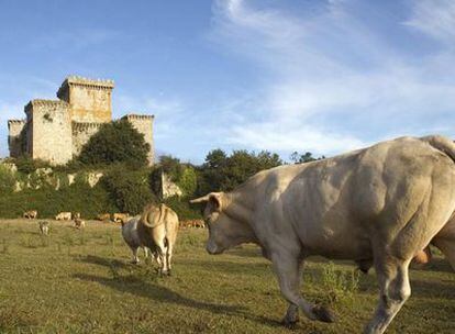 Vista del castillo de Pambre, en Palas de Rei (Lugo), desde una de las fincas adyacentes.