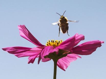 Un abejorro se posa en una flor en Erfurt, Alemania.
