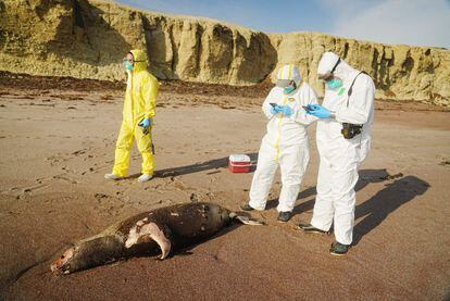 Three technicians inspect the carcass of a sea lion in the Paracas National Reserve, in Peru, in January.