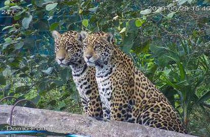 A monitoring camera shows the puppies Mbarete and Arami, born from the cross between Tania and Chiqui.