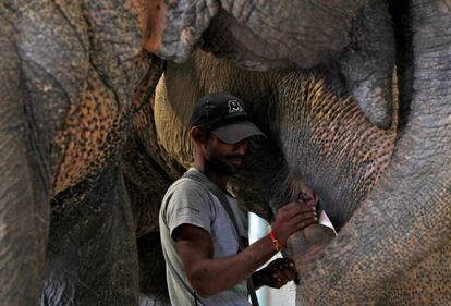 Un cuidador alimenta a un elefante el pasado viernes en el hospital para animales que la ONG Wildlife SOS ha abierto en Mathura (India).