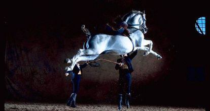 Un caballo de la Real Escuela Andaluza de Arte Ecuestre.