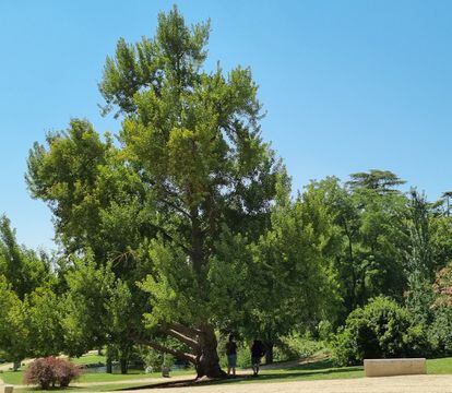Un ginkgo octogenario en el Parque del Oeste de Madrid cobija a dos amigas con su sombra.