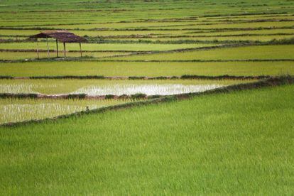 La zona más popular de Laos para hacer senderismo es su región norte, premiada por sus iniciativas de excursionismo ecológico, sobre todo en Luang Namtha y la zona protegida de Nam Ha. Las agencias asociadas a este tipo de turismo funcionan según protocolos ecológicos y entregan a los pueblos visitados un porcentaje importante de sus beneficios.