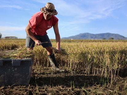 Una agricultor del delta del Ebro.