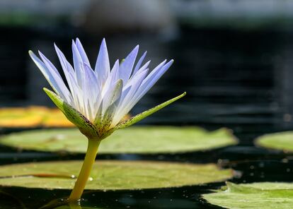 La flor del nenúfar azul.