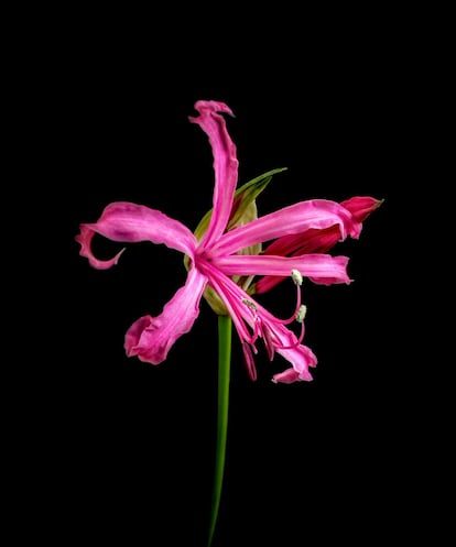 Nerine bowdenii (Nerina or Guernese lily).