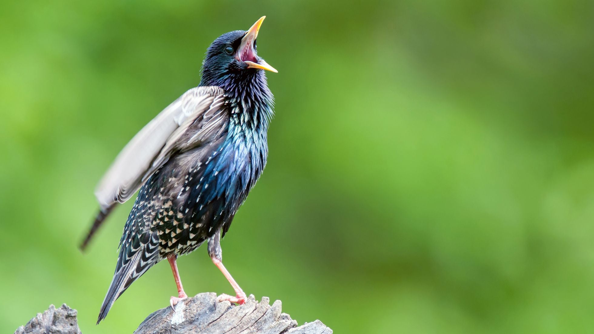 La sorprendente historia de un pájaro que interpretaba la música de