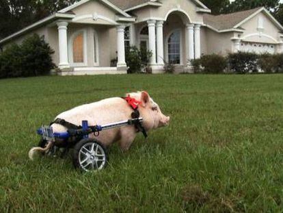 El cerdo 'Chris P. Bacon', cuyas patas traseras están atrofiadas desde su nacimiento, es uno de los protagonistas del documental 'My bionic pet' de la PBS.