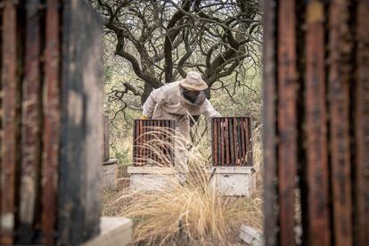 En las últimas décadas, se ha registrado disminución de colmenas en todo el mundo; han muerto miles de millones de abejas y las proyecciones de los últimos tres años son peores. La vida en el planeta sufre la amenaza de su extinción y los últimos apicultores artesanales afrontan entornos cada día más hostiles.