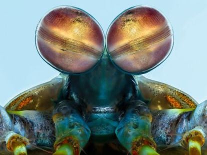 El ojo de la mantis marina (‘Odontodactylus scyllarus’) es simplemente extraordinario. Cada uno está compuesto a su vez de 10.000 omatidios. La banda que lo atraviesa constituye un excelente analizador del color. Los dos ojos se combinan para formar una visión telescópica y trinocular, y localizan a la presa teniendo en cuenta la profundidad de campo y la distancia. Las mantis perciben el ultravioleta e incluso la luz polarizada gracias a 16 tipos de células fotosensibles. Muy agresivos pese a su pequeño tamaño, atacan a sus presas con muchísima rapidez.