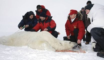 Putin observa cómo varios científicos miden a un oso polar, una especie amenazada por el cambio climático.