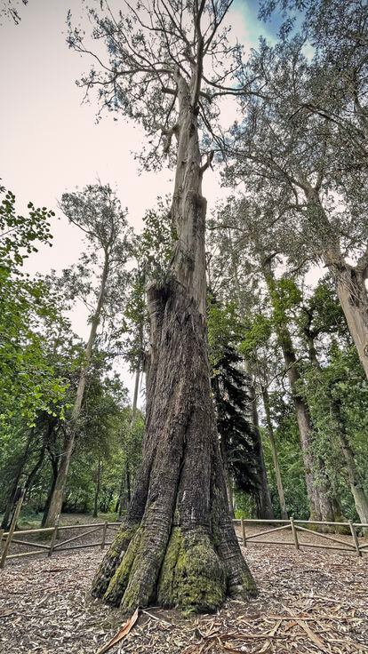En busca de ‘El Abuelo’ en Chavín, el árbol más imponente de España