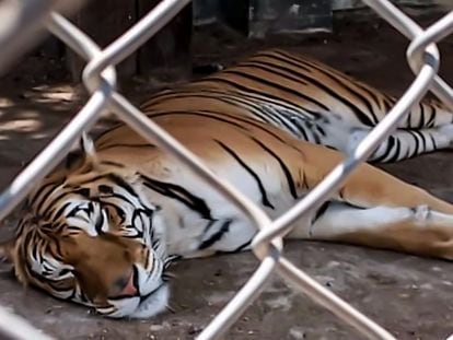 A Bengal tiger rescued by agents in the State of Mexico.
