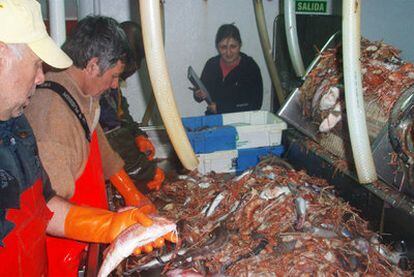 Selección de los descartes en un arrastrero gallego que participó en la investigación del CSIC.