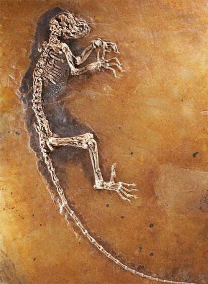 Imagen del esqueleto fósil de 47 millones de años, bautizado como <i>Ida</i>, presentado en el Museo de Historia Natural de Nueva York
