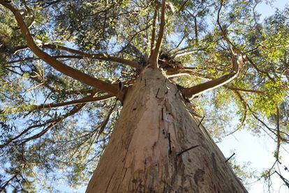 Uno de los árboles con cuñas que los ecologistas de Axena encontraron en O Barbanza.