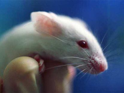 Un científico sostiene en su mano un ratón, uno de los animales de laboratorio más corrientes.