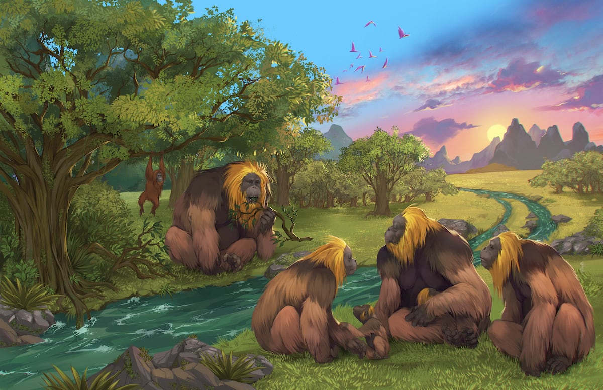 Gigantopithecus blacki: Así desapareció el gigantopiteco, el mayor simio que ha pisado la Tierra | Ciencia