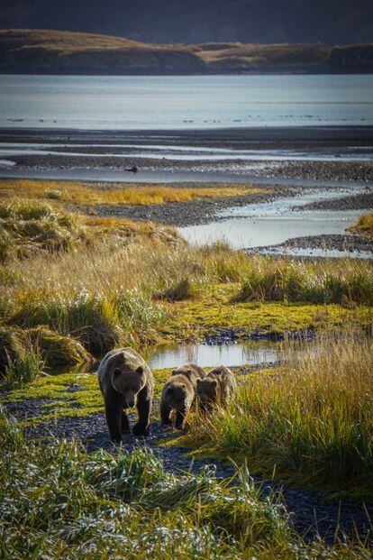 La isla de los grandes osos (Alaska). Los gigantes todavía vagan por la Tierra en la isla Kodiak. A unos 50 km de la costa de Alaska, gran isla que el pueblo nativo, los Alutiq, conocían como Sun'aq  es todavía el hogar de unos 3500 osos Kodiak. Incluso más grandes que los grizzlies, estos osos pueden pesar hasta 680 kg y pueden medir hasta 3 m de altura. Espiar a uno de los carnívoros más grandes del mundo, es uno de los grandes atractivos de esta espectacular isla. Aunque hay algunos puntos donde se ve el progreso, como el puerto pesquero más grande de Alaska, lo que domina es un desierto salvaje que abarca grandes picos, densos bosques de abetos, pastizales azotados por el viento y tundra donde los caribúes pastan a sus anchas. Llegar aquí es una gran parte de la aventura porque solo se puede llegar con el lento ferry panorámico desde Homer o volando por encima de las montañas Kenai cubiertas de glaciares desde Anchorage. 
Los osos pardos se pueden contemplar por ejemplo en el remoto albergue Kodiak Brown Bear, propiedad del pueblo Alutiiq, o en el Refugio Nacional de Vida Silvestre de Kodiak, una enorme reserva que cubre los dos tercios del sur de Kodiak y que tiene abundante vida salvaje: desde osos de gran tamaño hasta unas 200 especies de aves. 
En el Museo Alutiq podremos comprender la herencia nativa de Alaska, desde los petroglifos de hace más de mil años, hasta las danzas ceremoniales. Y los senderistas pueden disfrutar en el sendero Termination An: ocho kilómetros de ida y vuelta que te llevan hasta el borde de una península espectacular, adentrándose en el estrecho conocido como Narrow Strait. 