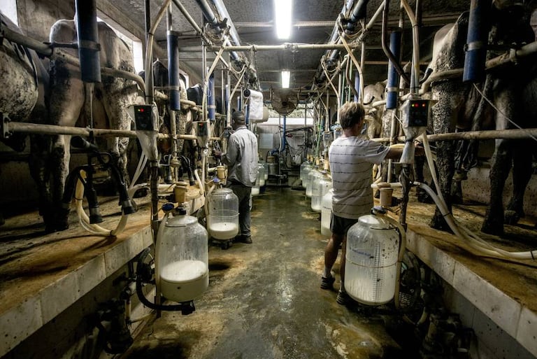 Ala de ordeño de una granja de producción de leche ecológica en Girona.