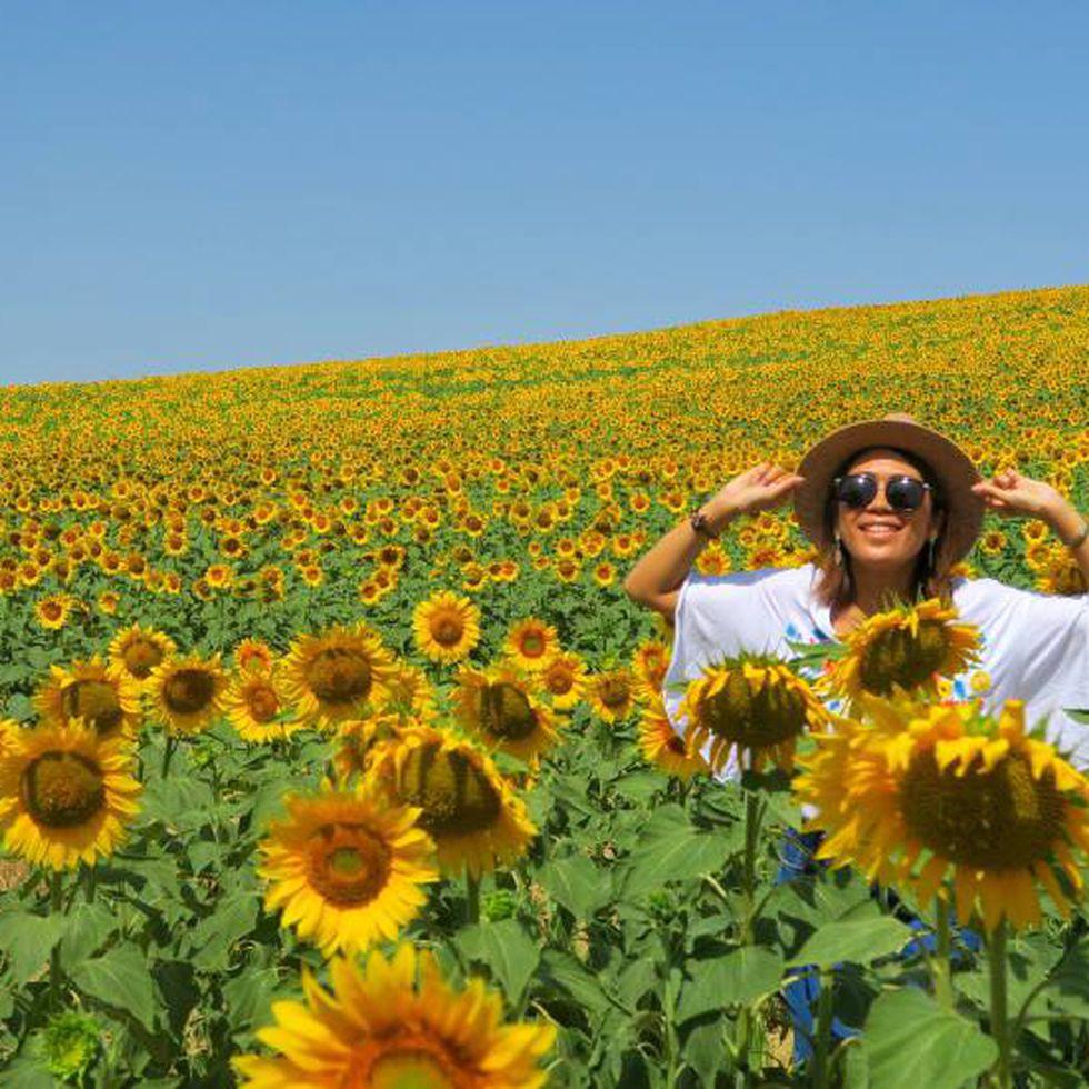 Los girasoles que deslumbran a los japoneses | Diario De España | EL PAÍS