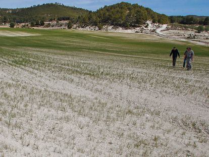 Una explotación de secano afectada por la sequía en Alcoy, Alicante, el pasado abril.