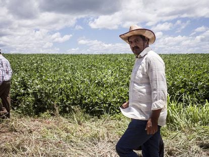 Campesinos recorren las plantaciones de soja de los brasileños, aledañas a las tierras de Guahory (Paraguay).