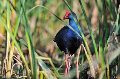 De plumaje azul intenso con irisaciones brillantes y patas, pico y escudete frontal de color rojo. Ligado a los aguzales con abundante vegetación palustre y nenúfares. Se reproduce en el embalse de Arrocampo.