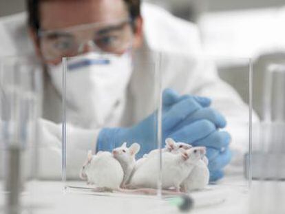 El gigante de Internet busca a 10.000  ratones de laboratorio  humanos para construir un revolucionario proyecto