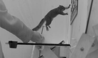 A squirrel jumps against the vertical wall to complete the jump with greater control over speed.