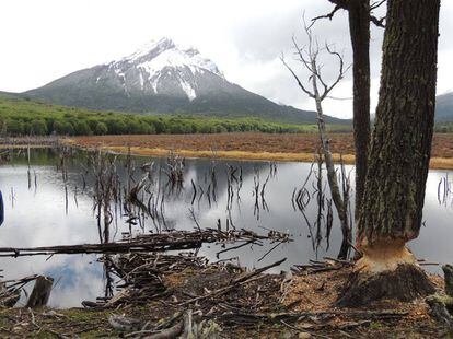 Daños causados por castores en Tierra del Fuego.