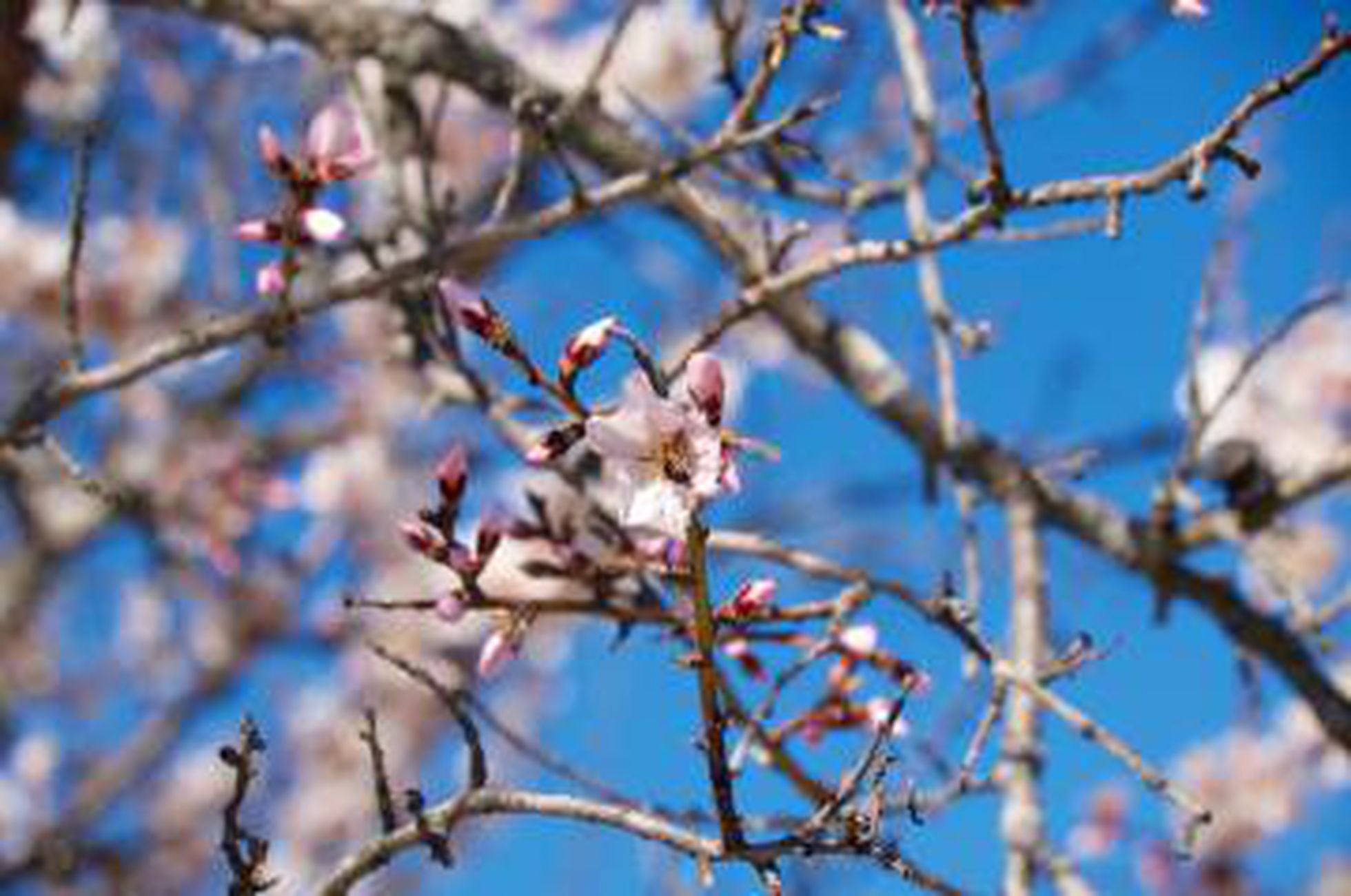 Los mejores lugares para ver almendros y cerezos en flor en España