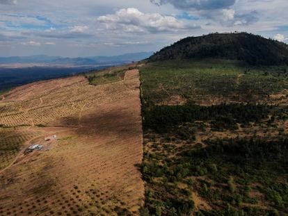 Una zona deforestada para el cultivo de aguacates en la localidad de Zacapu (Estado de Michoacán), en enero de 2022.