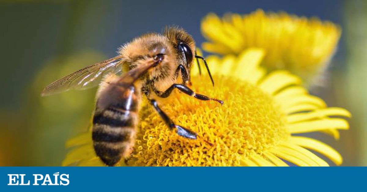 El polen y las abejas: una relación más compleja de lo que aparenta