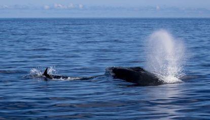 La ballena azul avistada en Canarias el pasado fin de semana.