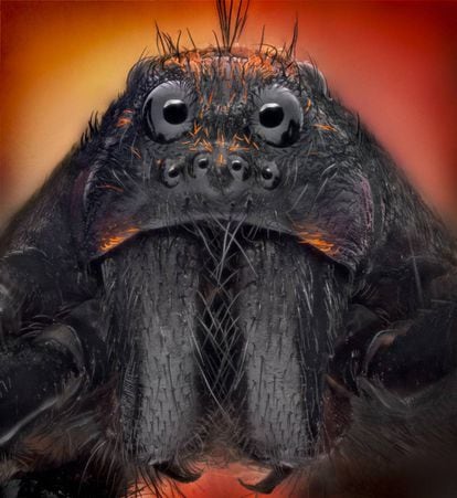 Las auténticas tarántulas o arañas lobo tienen cuatro pares de ojos.