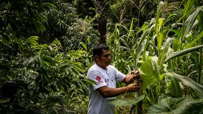 El productor agrícola Joaquín Gutiérrez  trabaja en su parcela en Chiquimula, Guatemala.