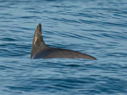 Una vaquita marina nada en el Golfo de California, en México, el 20 de mayo de 2023.