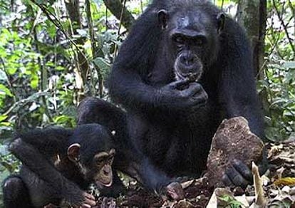 Un chimpancé hembra enseña a su cría a cascar nueces con una piedra en Costa de Marfil.